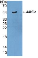 40604
