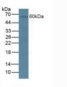 5306