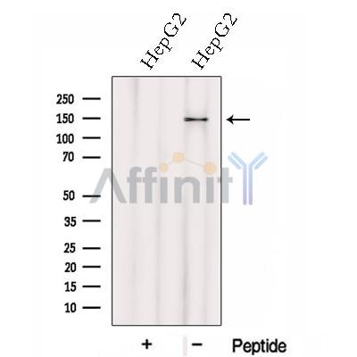 Валидация Affinity DF13078 - 7948