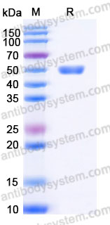 EHA93501, SDS-PAGE