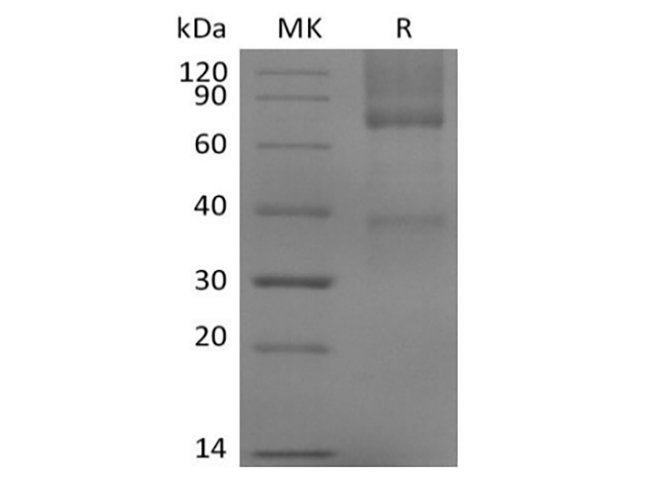 Валидация Elabscience PKSM041402(5278)