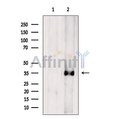 Валидация Affinity DF7738 - 19538