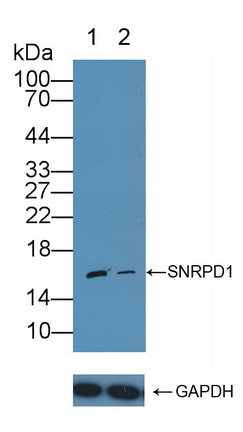 12124
