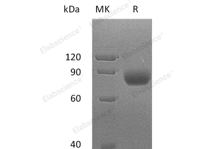 Валидация Elabscience PKSH032753(3178)