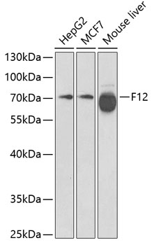 Валидация Elabscience E-AB-60412