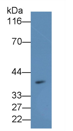 26231