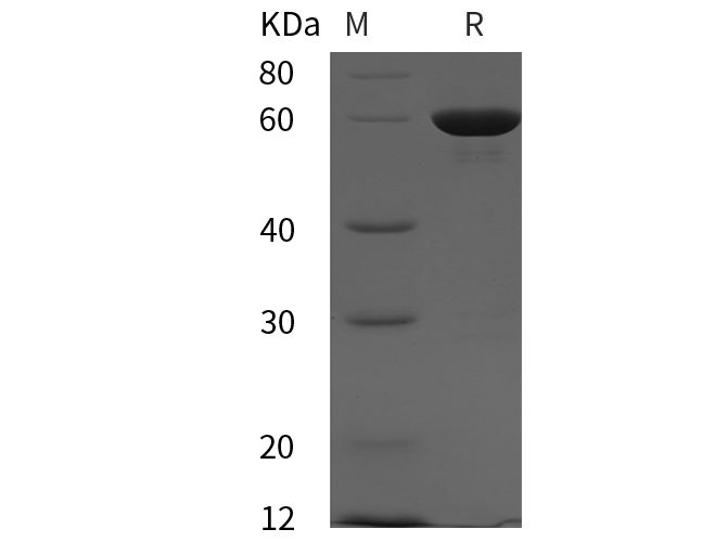 Валидация Elabscience PDEH100916(341)