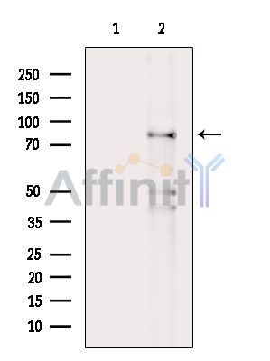 Валидация Affinity DF14656 - 10694