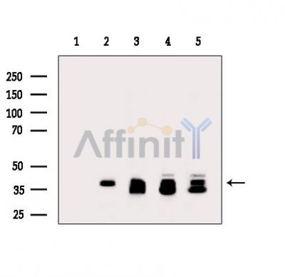 Валидация Affinity DF15029 - 11242