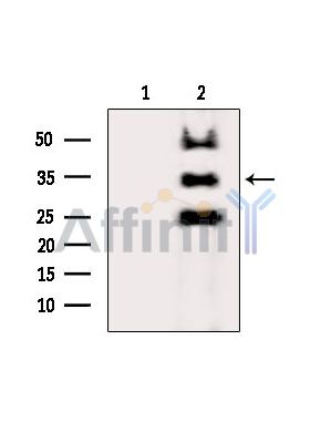 Валидация Affinity DF7304 - 18989