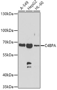 Валидация Elabscience E-AB-63860
