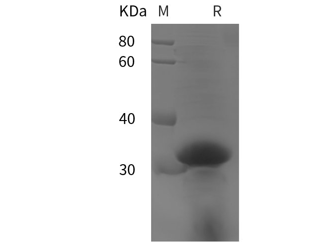 Валидация Elabscience PDEH100790(232)