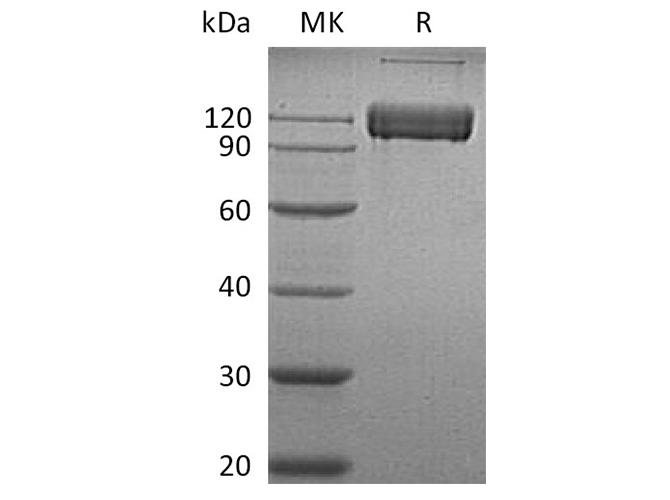 Валидация Elabscience PKSH032205(2723)