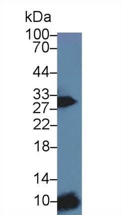 12438