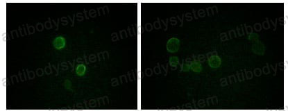 Валидация IF - AntibodySystem RHB65501