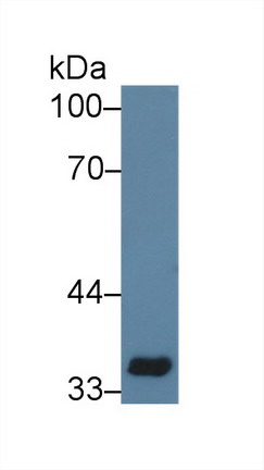 10092