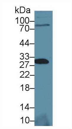 10448