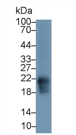 13203