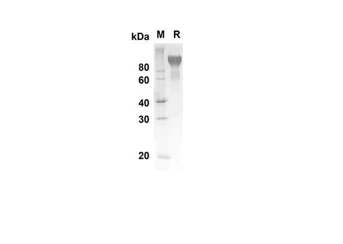 Валидация Elabscience PDMH100208(835)