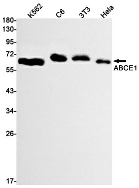 Валидация Elabscience E-AB-81521