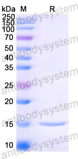 Валидация SDS-PAGE - AntibodySystem RVV03105
