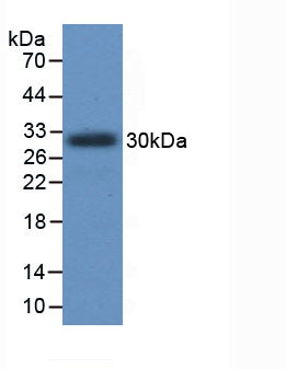 16227