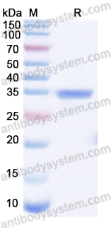Валидация AntibodySystem YHC00701
