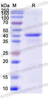 Валидация AntibodySystem YHC05101