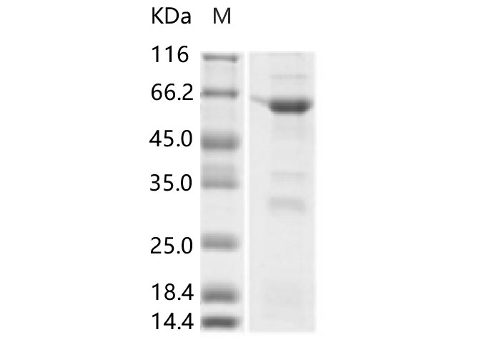 Валидация Elabscience PKSV030264(6030)