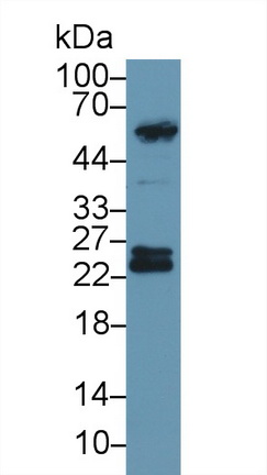 13783