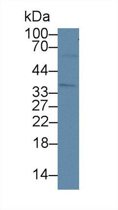 12855