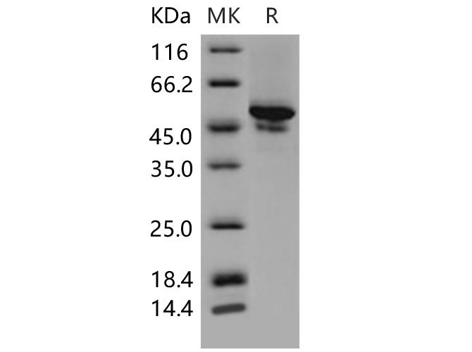 Валидация Elabscience PKSM040557(4546)