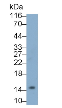 8078