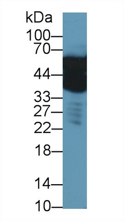 12897
