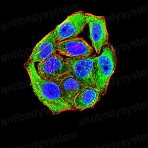 Валидация IF - AntibodySystem RHJ71402