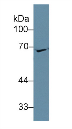 12333