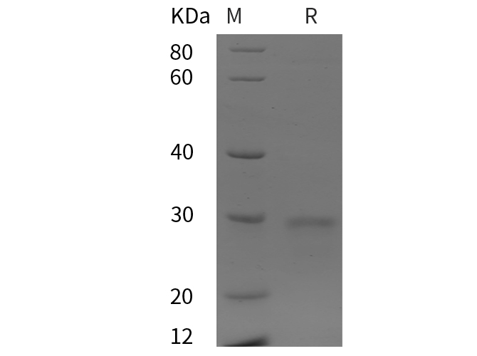 Валидация Elabscience PDEH101002(409)