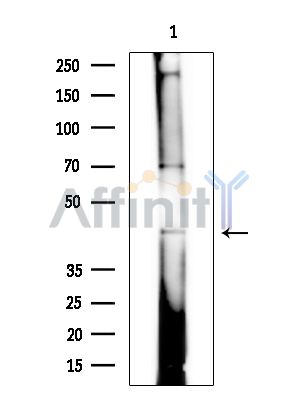Валидация Affinity DF14658 - 10696