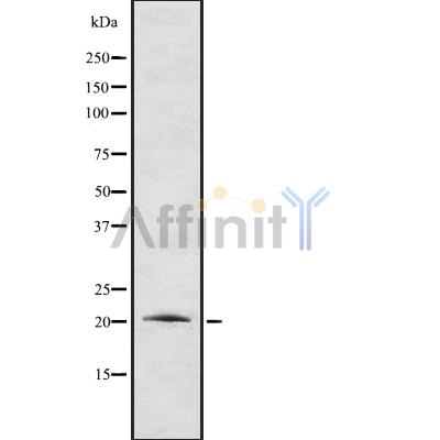 Валидация Affinity DF8513 - 20375