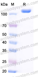 EHF11802, SDS-PAGE