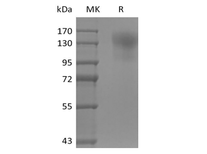 Валидация Elabscience PKSM041443(5318)