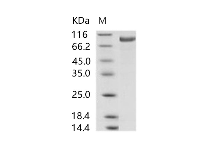 Валидация Elabscience PKSV030240(6004)
