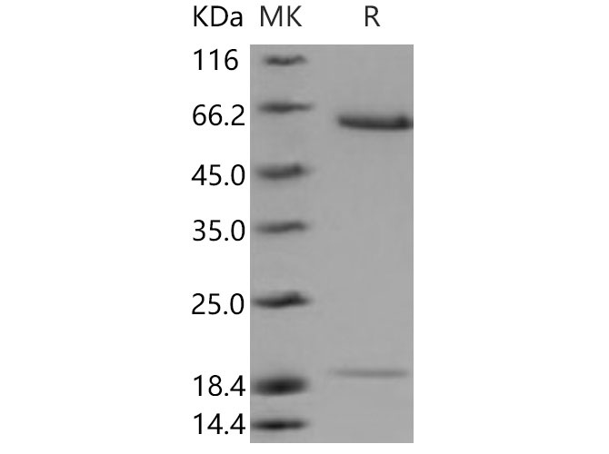 Валидация Elabscience PKSM040778(4746)