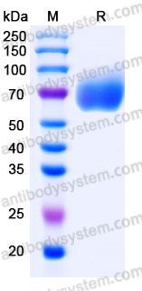 AHK99101, SDS-PAGE