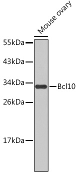 A0191, вестерн-блоттинг, лизат яичника мыши (146)