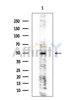 Валидация Affinity DF3754 - 14833