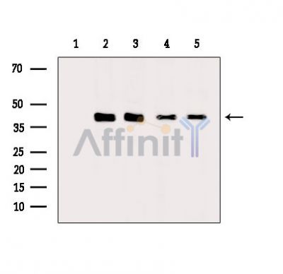Валидация Affinity DF2392 - 12981