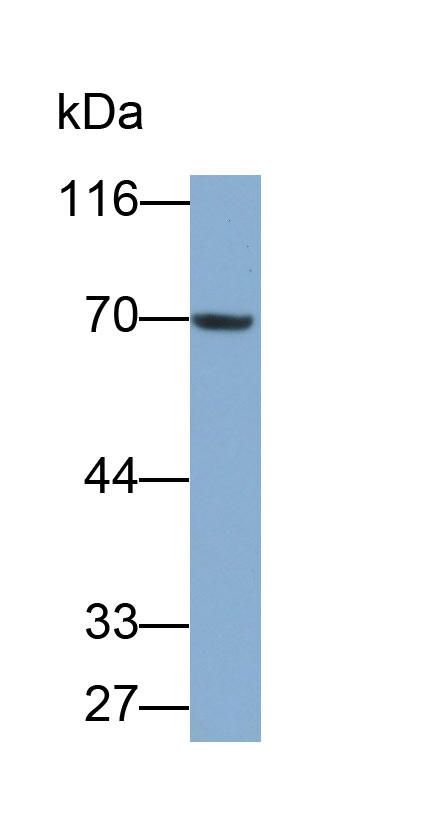 31001