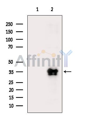 Валидация Affinity DF6511 - 17919