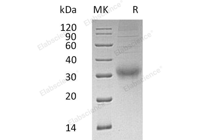 Валидация Elabscience PKSH032251(2758)